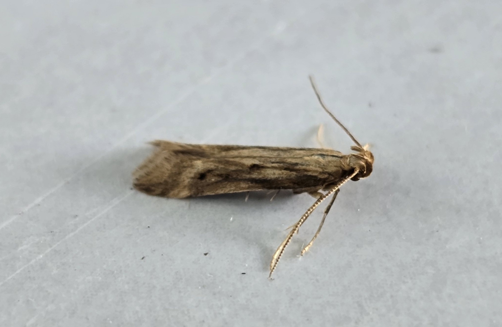 Photo of Burdock Neb (Metzneria lappella)